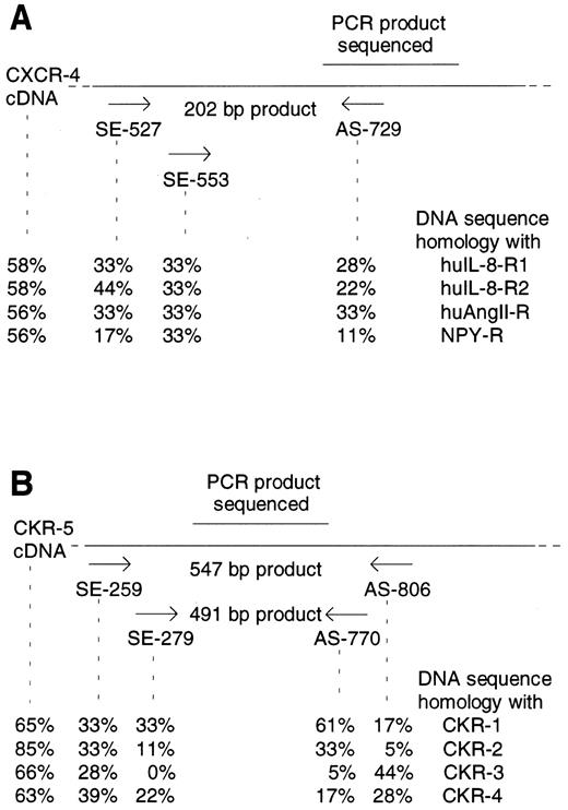 Fig. 2. Position of CXCR-4 (A) and CKR-5 (B) specific primers and sequence homologies with related chemokine receptor cDNAs. Expected lengths of PCR products are indicated. DNA sequence homologies of PCR primers and of CXCR-4 and CKR-5 cDNA with the related chemokine receptor cDNAs were determined using HUSAR. EMBL data base accession numbers: CXCR-4 (X71635), huIL-8-R1 (L19591), huIL-8-R2 (M74240), huAngII-R (M93394), NPY-R (M88461), CKR-1 (L09230), CKR-2 (U03882), CKR-3 (U28694), CKR-4 (X85740), and CKR-5 (X91492).