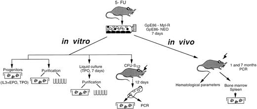 Fig. 1. Experimental protocol. Protocols designed to infect bone marrow cells and to study the in vitro and in vivo effects of the Mpl-R expression on the proliferation and differentiation of murine hematopoietic progenitors are schematically presented.