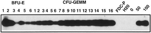 Fig. 3. Transduction of Mpl-R in colonies grown with TPO alone. Representative PCR analysis performed on cell lysates of individual colonies with primers specific for the retroviral Mpl-R gene (6 BFU-E and 16 CFU-GEMM). Colonies were generated from hematopoietic cells cocultured on GpE86-Mpl-R cells and grown in methylcellulose in the presence of TPO without G418. Controls were the cell lysates of uninfected FDC-P1, or a population containing 50% (50) or 100% (100) of Mpl-R–infected FDC-P1 cells.