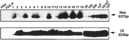 Fig. 7. Presence of transduced Mpl-R cDNA in hematologically reconstituted animals. Examples of PCR analyses performed on blood cells harvested 1 or 7 months after the graft of hematopoietic cells cocultured either on GpE86-Neo or GpE86-Mpl-R cells. Control samples were a mixture of blood cells from normal and Neo transgenic mice (50, 100, 500, 103, 5 × 103 or 104 cells from Neo transgenic mice).