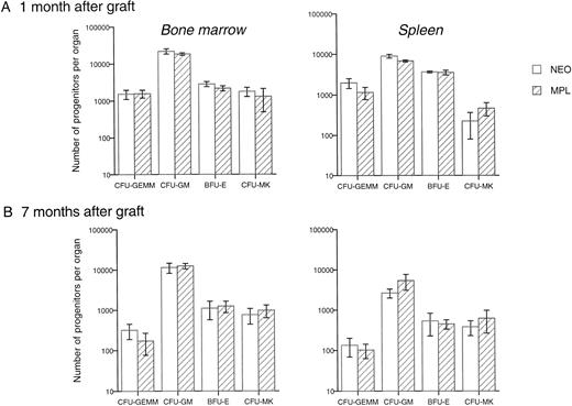 Fig. 8. Transduction of Mpl-R does not modify the progenitor number in reconstituted animals. Mean number of clonogenic progenitors per leg or spleen, grown in methylcellulose in the presence of IL-3 + EPO or in agar in the presence of TPO, one (6 Neo- and 6 Mpl-R-reconstituted mice were studied) and 7 months after the graft (n = 6 for each group) of hematopoietic cells cocultured either on GpE86-Neo (NEO) or on GpE86-Mpl-R (Mpl-R) cells.