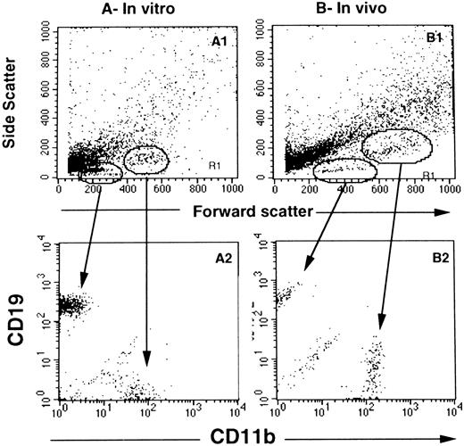 Fig. 4. Phenotype of cells generated in wells seeded with single CD34+CD38lowCD19− cells. In (A), wells precoated with MS-5 cells were seeded with single CD34+CD38lowCD19− cells from cord blood samples and grown in switch conditions. After 6 weeks, cells collected from individual wells were labeled with PE-CD19 and FITC-CD11b MoAbs and analyzed by flow cytometry. (A) shows the forward scatter and side scatter properties of cells from one representative well and (A2) shows the expression of CD19 and CD11b on the corresponding cells. CD19+ cells display a lymphoid morphology (low FSC and SSC) and CD11b+ cells have a higher FSC and SSC. (B) and (B2) show the morphologic parameters and simultaneous labeling with CD19 and CD11b of cells collected from one well seeded 6 weeks earlier with a single CD34+CD38low cell sorted from the marrow of an NOD-SCID mouse injected with 20 × 106 CB-MNC.