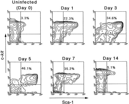 Fig. 2. The expression level of Sca-1 and c-kit on Lin− cells after MCMV infection. The mice were inoculated with 1 × 105 PFU of MCMV. On various days after infection, as shown in the figure, the mice were killed in order to remove their bone marrow cells. Using flow cytometry, the expression level of Sca-1 and c-kit on these cells was examined after the Lin− populations were gated. The numbers in the figure represent the percentage of Sca-1+c-kit+ cells in the Lin− cell populations.