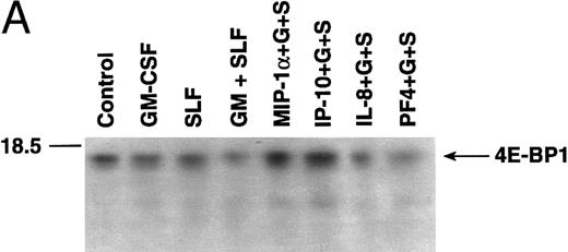 Fig. 5. Effects of chemokine and cytokine treatment on the association of 4E-BP1 with eIF-4E proteins. Factor-starved MO7e cells were treated with control vehicle (lane 1), GM-CSF (lane 2), SLF (lane 3), or GM-CSF + SLF (lane 4) for 1 hour or with MIP-1α (lane 5), IP-10 (lane 6), IL-8 (lane 7), or PF4 (lane 8) for 1 hour before 1 hour of treatment with GM-CSF + SLF. (A) eIF-4E proteins were immunoprecipitated from cell lysates and separated by 15% SDS-PAGE, as described in the Materials and Methods. 4E-BP1 protein content associated with eIF-4E in each treatment group was determined by immunoblotting PVDF membranes with anti–4E-BP1 antibodies and visualized upon exposing ECL-treated membranes to film. The position of the molecular weight marker is indicated to the left. The position of 4E-BP1 is indicated to the right of (B). Scanning analysis of autoradiograms was performed to determine relative 4E-BP1 protein content, as described in the Materials and Methods. (*) 4E-BP1 protein content was significantly higher than control levels for the MIP-1α and IP-10 pretreatment groups (P < .05). (**) Protein content for 4E-BP1 corresponding to the GM-CSF + SLF, IL-8 + GM-CSF + SLF, and PF4 + GM-CSF + SLF treatment groups was significantly less than control levels (P < .05). Each bar represents the mean ± the standard deviation for three determinations obtained in separate experiments. Treatment groups are the same as those for (A).