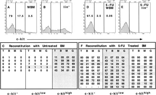 Fig. 1. Expression of c-kit on long-term reconstituting stem cells from normal and 5-FU–treated bone marrow. Erythrocyte-depleted WBM from normal mice was stained with anti–c-kit and the lineage cocktail and was sorted into 3 populations as indicated (A, WBM). The relative representation of each population is shown as a percentage within each gate. For comparison, the relative representation of the 3 populations in lineage− bone marrow is shown (B, lin−). WBM cells were sorted based only on the expression of c-kit into a c-kit− population (79% of bone marrow), c-kitlow population (17.5%), and c-kithigh population (3.5%) from Ly5.2-expressing mice. The equivalent of 2 × 105 WBM cells from each population was injected into irradiated Ly5.1 recipients in competition with 2 × 105 Ly5.1 WBM cells. Thus, 2 × 105 × 79% or 1.58 × 105 cells of the c-kit− population was injected per recipient, 0.35 × 105 cells of the c-kitlow population per recipient and 0.07 × 105 cells of the c-kithigh population per recipient. Recipient mice were assayed for donor type reconstitution in each lineage after at least 16 weeks' postreconstitution. The percentage of Ly5.2+ T cells, B cells, and myeloid cells was determined by double staining with anti-Ly5.1 and either anti-CD3, B220, Mac-1, or Gr-1. The percentage of donor-derived cells of each lineage are shown for each recipient of c-kit−, c-kitlow, or c-kithigh cells (C). Each line of each column represents the percent of donor-derived cells of each lineage in an individual recipient. WBM from mice that had received a single dose of 5-FU 3 days prior was also collected and treated as described above (D, 5-FU WBM). The distribution of cells in each gate from the lineage− population of 5-FU–treated bone marrow is shown in E (5-FU lin−). The 3 populations were sorted from WBM of 5-FU–treated Ly5.2 mice and 1.95 × 105 cells of the c-kit− cells, 0.05 × 105 of the c-kitlow cells, and 120 of the c-kithigh cells were injected per irradiated Ly5.1 recipient in competition with 2 × 105 Ly5.1 WBM cells. The long-term reconstitution data are shown as the percent of donor-derived cells in each lineage (F ) and represent the sum of 2 independent experiments with 5 mice in each group.