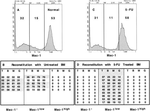 Fig. 2. Expression of Mac-1 on long-term reconstituting stem cells from normal and 5-FU–treated bone marrow. Erythrocyte-depleted WBM was collected from normal and 5-FU–treated mice, stained with anti–Mac-1, and sorted into 3 populations as indicated (A, normal; C, 5-FU); the relative representation is shown as a percent within each gate. WBM cells from normal mice were sorted into Mac-1− (32% of bone marrow), Mac-1low (15%), and Mac-1high (53%) populations from Ly5.2-expressing mice. The equivalent of 2 × 105 WBM cells from each population was injected into irradiated Ly5.1 recipients in competition with 2 × 105 Ly5.1 WBM cells. Thus, 0.64 × 105 cells of the Mac-1− population were injected per recipient, 0.3 × 105 cells of the Mac-1low population per recipient, and 1.06 × 105 cells of the c-kithigh population per recipient. The equivalent populations were sorted from 5-FU–treated Ly5.2 mice and 0.62 × 105 cells of the Mac-1− cells, 0.22 × 105 of the Mac-1low cells, and 1.16 × 105 of the Mac-1high cells were injected per irradiated Ly5.1 recipient in competition with 2 × 105 Ly5.1 WBM cells. Recipient mice were assayed for donor-type reconstitution after at least 16 weeks postreconstitution and the percent of donor-derived cells in each lineage was determined for each recipient of Mac-1−, Mac-1low, or Mac-1high cells (B, normal; D, 5-FU). The long-term reconstitution data for mice that received 5-FU–treated bone marrow represents the sum of 2 independent experiments with 5 mice in each group.
