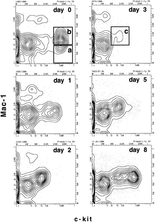 Fig. 3. Time course of changes in the expression of c-kit and Mac-1 on lineage− Sca-1+ cells after treatment with 5-FU. Mice were treated with a single dose of 5-FU and bone marrow was harvested after the number of days indicated. RBCs were lysed and the remaining cells were stained with anti-B220, Sca-1, Mac-1, and c-kit. The profiles shown are of Mac-1 and c-kit expression on B220−, Sca-1+ gated bone marrow cells at the various time points. In the day 0 time point, box (a) represents where the majority of long-term reconstituting stem cells are found2 (Figs 1 and 2), while box (b) is where a mixture of functionally defined long- and short-term reconstituting stem cells are found2 (Figs 1 and 2). Box (c) in the day 3 time point represents the population defined here that contains the majority of long-term reconstituting stem cells and possibly other progenitors (see Fig 6). Note that on day 3, the populations equivalent to (a) or (b) are undetectable.