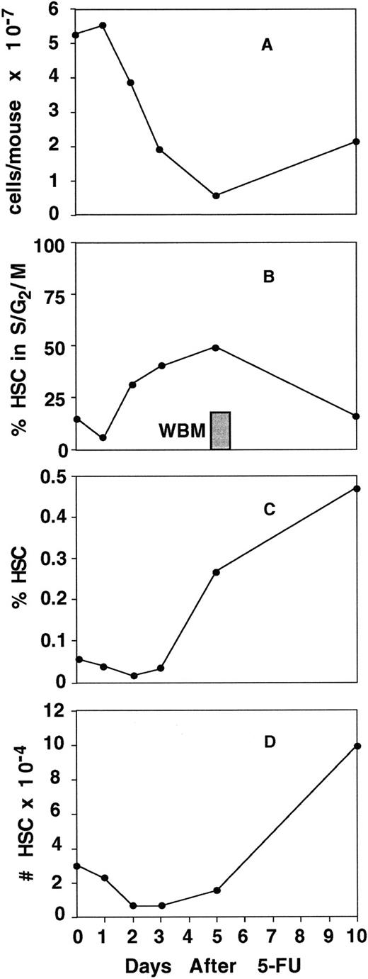 Fig. 4. Induction of cell cycle in stem-cell–containing populations. Mice were treated with a single dose of 5-FU and bone marrow was harvested 1, 2, 3, 5, and 10 days after treatment. Bone marrow from both femurs and tibias of 5 mice was pooled for each time point, depleted of erythroid cells, and counted (A). To analyze the frequency of progenitor cells (HSC) in the S/G2/M phases of the cell cycle, progenitor populations from each time point were purified by depleting lineage+ cells (excluding Mac-1), by MACS, and staining the remaining cells with anti–Sca-1, c-kit, and Thy-1.1. The lineage−, Sca-1+, Thy-1.1low, c-kit+ population (including both c-kithigh and c-kitlow cells) was then sorted and analyzed for DNA content by propidium iodide uptake (B). At least 7,000 cells at each time point were collected for DNA analysis. For an analysis of progenitor frequency, WBM from each time point was stained with the lineage cocktail (including anti–Gr-1, CD3, CD4, CD8, B220, and Ter119) and with anti–Sca-1, Thy-1.1, and c-kit. The percent of lineage−, Sca-1+, Thy-1.1low, c-kit+ (including c-kithigh and c-kitlow) cells in WBM was determined by integration analysis using FACSDESK22 software (C). The total number of lineage−, Sca-1+, Thy-1.1low, c-kit+ cells in the femurs and tibias of mice at each time point was calculated by multiplying the frequency of the population (C) by the cellularity of the bone marrow (A) and is shown in D.