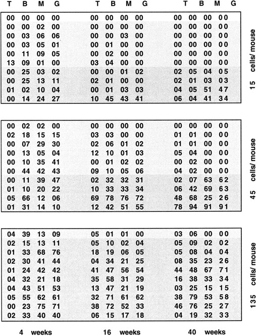 Fig. 6. Analysis of long-term reconstitution. Progenitor populations were sorted using the parameters described in Fig 5B (box) from Ly5.2-expressing animals that had been treated with 5-FU 3 days previously. These cells were then subjected to another round of cell sorting using the same parameters to ensure the purity of the population. Either 15, 45, or 135 cells were injected into irradiated Ly5.1-expressing recipients in competition with 2 × 105 bone marrow cells from Ly5.1 donors. Mice were bled at 4, 16, and 40 weeks after reconstitution and analyzed for donor-derived cells in each lineage by staining with anti-Ly5.2 and either anti-CD3 for T cells, anti-B220 for B cells, or anti–Mac-1 or anti–Gr-1 for myeloid cells. The numbers in the table represent the percentage of donor-derived cells in each lineage for each animal at 4, 16, and 40 weeks after reconstitution.
