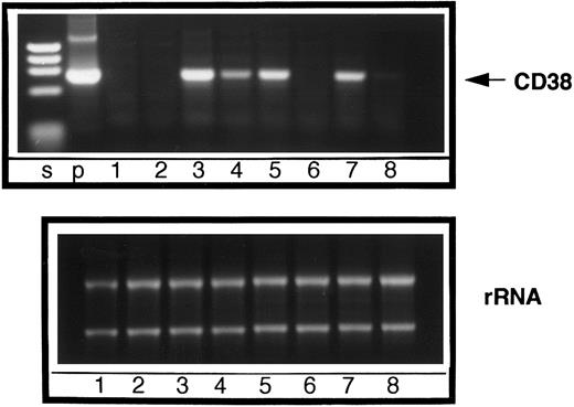 Fig. 3. Effect of RAR-α antagonist on retinoid-induced expression of CD38 mRNA. RAR-α–transduced HL-60R cells were cultured with medium alone (lane 1) or medium containing Ro41-5253 alone (lane 2), ATRA alone (lane 3), ATRA plus Ro-41-5253 (lane 4), 4-oxo RA alone (lane 5), 4-oxo RA plus Ro41-5253 (lane 6), 9-cis RA alone (lane 7), or 9-cis RA plus Ro41-5253 (lane 8). After appropriate treatment (10 nmol/L of each retinoid and/or 1 μmol/L Ro41-5253 for 16 hours), the PCR product specific for CD38 mRNA was generated and resolved by agarose gel electrophoresis. Lane p shows PCR product generated from a plasmid containing the full-length CD38 cDNA sequence. M, DNA molecular weight markers, gl-EcoT141. Lower panel shows equal loading for total RNA used for different samples in RT-PCR.