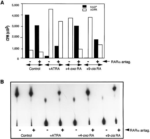 Fig. 4. Downregulation of NADase activity by RAR-α antagonist. The membrane fraction from HL-60 cells cultured in medium alone (control) or medium containing 10 nmol/L of appropriate retinoid without (−) or with (+) 1 μmol/L Ro41-5253, was incubated with 32P-labeled NAD, and the reactants were analyzed by TLC for radioactive products as described in the Materials and Methods. Radioactive bands were either scrapped from the TLC plates, counted by scintillation spectroscopy, and cpms from each lane corresponding to NAD or ADP-ribose were plotted (A), or the plates were developed and the radioactive bands visualized by autoradiography (B).
