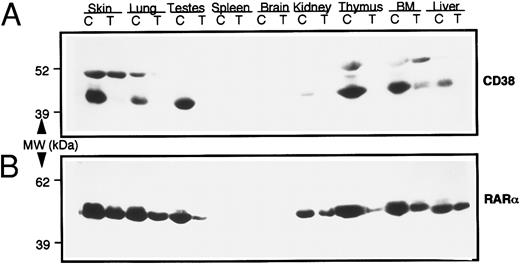 Fig. 5. Levels of CD38 and RAR-α proteins in various tissues from normal wild-type (C) and RAR-α homozygous transgenic (T) mice. Soluble extracts from indicated tissues were prepared, and equal amounts of protein (100 μg) were resolved on SDS-PAGE. The proteins were transferred onto nitrocellulose membrane, and the membrane was probed with mouse anti-CD38 monoclonal antibody (A). The membrane was stripped and reprobed with anti–RAR-α antibody (B), as described in the Materials and Methods.