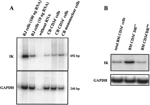 Fig. 2. IK mRNA expression in isolated CD34+ cells. RT-PCR products were analyzed by 5% polyacrylamide gel electrophoresis and autoradiographed. Positive controls (100 and 10 ng total RNA from IK-positive RJ cells) and a negative control (without RNA) were included to ensure that all tested samples were in the linear region of the PCR curve. GAPDH for each sample was amplified as an internal control. Signals were found at the expected sizes (692 bp for IK and 240 bp for GAPDH), indicating that the PCR was specific. (A) IK expression from LD mononuclear cells and 2 CD34+ cell samples purified from cord blood (CB). Scanning densitometry of the IK mRNA signal relative to the GAPDH mRNA signal shows the following values: lane 2 (RJ cells, 10 ng RNA), 24.6%; lanes 4 and 5 (CB CD34+ cells), 6.0% and 13.1%, respectively; lane 6 (CB mononuclear cells), 46.7%. (B) IK expression in total CD34+ cells purified from bone marrow and in 2 different subsets of medullar CD34+ cells: CD34+DRlow and CD34+DRhigh cells.