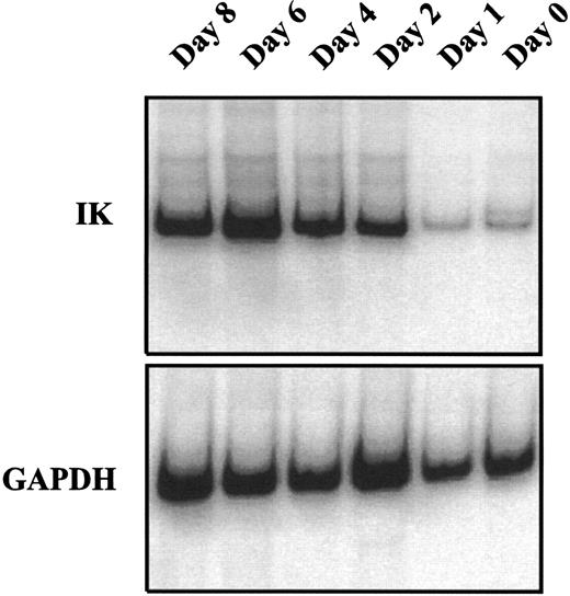 Fig. 3. Kinetic study of IK mRNA expression during growth factor–induced CD34+ proliferation and differentiation. Isolated CD34+ cells were cultured in IMDM containing 10% FCS and a combination of 7 cytokines (IL-1, IL-3, IL-6, SCF EPO, G-CSF, and GM-CSF ). At the indicated times from day 0 to day 8, cells were harvested to study IK expression by semiquantitative RT-PCR. The ratio of IK to GAPDH signals for each sample was 9.6%, 11.2%, 35.9%, 103.6%, 151.6%, and 72.8% from day 0 to day 8.