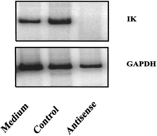Fig. 5. Inhibition of IK mRNA expression by IK antisense oligonucleotides. Purified cord blood CD34+ cells were cultured in the presence or absence of IK antisense or control oligonucleotides (20 μmol/L). After 24 hours of culture, the cells were collected for analysis of IK mRNA expression by semiquantitative RT-PCR.