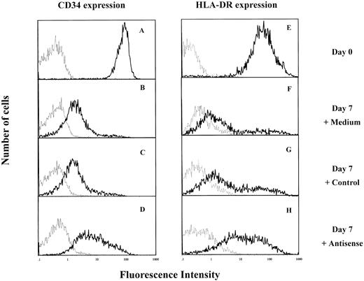 Fig. 6. Effect of IK antisense oligonucleotides on HLA-DR and CD34 antigen expression by cord blood CD34+ cells. Isolated CD34+ cells were cultured in IMDM containing 5% FCS and a combination of 3 cytokines, IL-1, IL-3, and SCF, in the presence of IK antisense or control oligonucleotides. After 7 days of culture, cells were collected and stained either with antihuman FITC-conjugated anti-HLA-DR MoAb or PE-conjugated anti-CD34+ MoAb (━) or with negative control antibodies (─). (A and E) Freshly isolated CD34+ cells (day 0) CD34+ cells cultured for 7 days either in the absence of oligonucleotide (B and F ) or in the presence of control (20 μmol/L) (C and G) or antisense (20 μmol/L) (D and H) oligonucleotides.