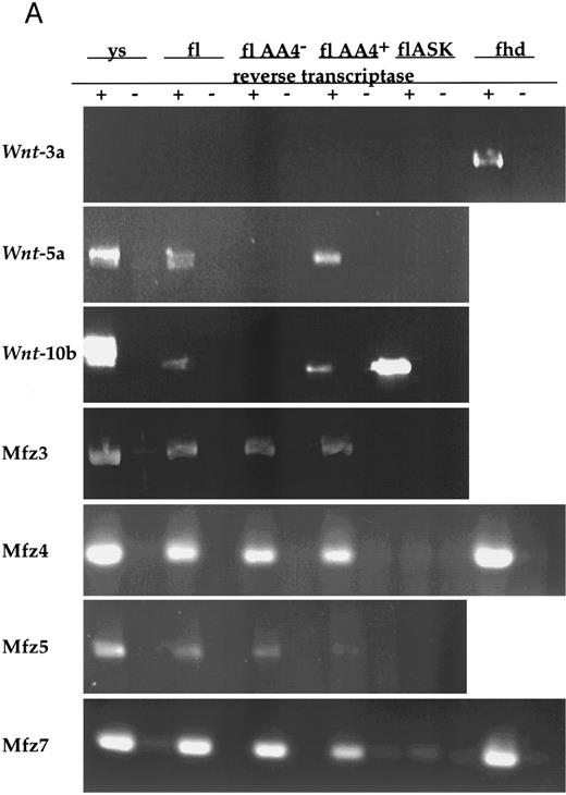 Fig. 1. (A) Analysis of Wnt and frizzled gene expression in fetal hematopoietic tissues. Reverse transcription was performed with (+) or without (−) the addition of reverse transcriptase. PCR was performed on cDNAs from day-11 visceral yolk sacs (ys), day-14 fetal liver (fl), fetal liver AA4− cells (flAA4−), fetal liver AA4+ cells (flAA4+), fetal liver AA4+ Sca+ c-kit+ cells (flASK), and day-14 fetal heads (fhd). Equal quantities of template were used for the PCR analysis of each cell population or tissue. The primer sets for amplification span known intron sequences of Wnt-3a34 and Wnt-10b (GenBank accession no. MMU30464, MMWNT10B261). The primer sets for Wnt-5a span introns found in the human gene.40 The genomic structures of the murine frizzled homologs Mfz3-7 are not known. In all reactions, no products were observed when reverse transcriptase was omitted. / (B) Analysis of frizzled gene expression in bone marrow and adult hematopoietic tissues. Reverse transcription was performed with or without the presence of RNase. PCR was performed on cDNAs from bone marrow mononuclear cells (BMMNC); AA4+ cells from the fetal liver, spleen, and thymus; and two independent samples of Linlo Sca+ cells from bone marrow. Equal quantities of template were used for all reactions. The primer sets for amplification were the same as in (A). Transcripts were detected for frizzled 3 and 7, with no expression detected for frizzled 5 and 4 (data not shown for frizzled 4). No expression of Wnt 3a, 5a, and 10b was detected in these samples.