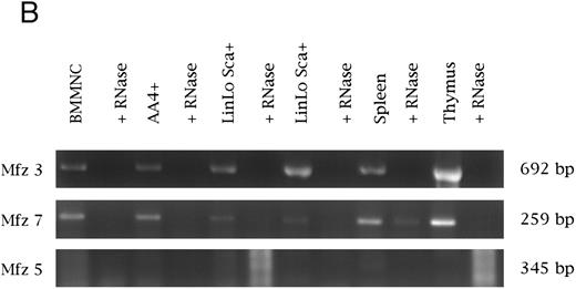 Fig. 1. (A) Analysis of Wnt and frizzled gene expression in fetal hematopoietic tissues. Reverse transcription was performed with (+) or without (−) the addition of reverse transcriptase. PCR was performed on cDNAs from day-11 visceral yolk sacs (ys), day-14 fetal liver (fl), fetal liver AA4− cells (flAA4−), fetal liver AA4+ cells (flAA4+), fetal liver AA4+ Sca+ c-kit+ cells (flASK), and day-14 fetal heads (fhd). Equal quantities of template were used for the PCR analysis of each cell population or tissue. The primer sets for amplification span known intron sequences of Wnt-3a34 and Wnt-10b (GenBank accession no. MMU30464, MMWNT10B261). The primer sets for Wnt-5a span introns found in the human gene.40 The genomic structures of the murine frizzled homologs Mfz3-7 are not known. In all reactions, no products were observed when reverse transcriptase was omitted. / (B) Analysis of frizzled gene expression in bone marrow and adult hematopoietic tissues. Reverse transcription was performed with or without the presence of RNase. PCR was performed on cDNAs from bone marrow mononuclear cells (BMMNC); AA4+ cells from the fetal liver, spleen, and thymus; and two independent samples of Linlo Sca+ cells from bone marrow. Equal quantities of template were used for all reactions. The primer sets for amplification were the same as in (A). Transcripts were detected for frizzled 3 and 7, with no expression detected for frizzled 5 and 4 (data not shown for frizzled 4). No expression of Wnt 3a, 5a, and 10b was detected in these samples.