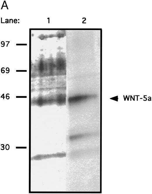 Fig. 5. (A) SDS-PAGE analysis of affinity-purified WNT-5a. Total proteins shown by silver-staining (lane 1) and gDWnt5aHis6 detected by Western blotting with the 5B6 MoAb (lane 2). Notice that the prominent 47- to 49-kD band in lane 1 is recognized by the 5B6 MoAb (arrow) and corresponds in size to mature gDWnt5aHis6 monomers. Other cross-reactive bands in lane 2 correspond to proteolytic products of gDWnt5aHis6 . (B) Purified WNT-5a promotes the proliferation of flASK cells. Affinity-purified WNT-5a (gDWnt5aHis6 ) was added to flASK cells in HSC media supplemented with 25 ng/mL KL. The mean cell number was calculated from duplicate wells and repeated in two independent experiments.