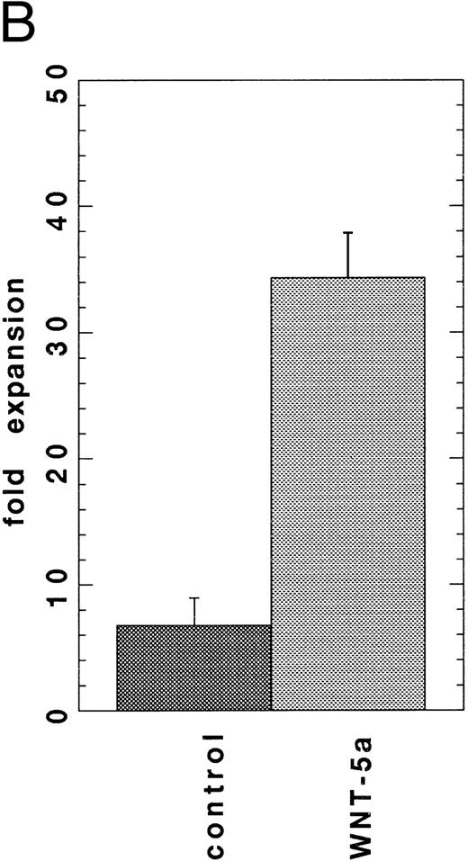 Fig. 5. (A) SDS-PAGE analysis of affinity-purified WNT-5a. Total proteins shown by silver-staining (lane 1) and gDWnt5aHis6 detected by Western blotting with the 5B6 MoAb (lane 2). Notice that the prominent 47- to 49-kD band in lane 1 is recognized by the 5B6 MoAb (arrow) and corresponds in size to mature gDWnt5aHis6 monomers. Other cross-reactive bands in lane 2 correspond to proteolytic products of gDWnt5aHis6 . (B) Purified WNT-5a promotes the proliferation of flASK cells. Affinity-purified WNT-5a (gDWnt5aHis6 ) was added to flASK cells in HSC media supplemented with 25 ng/mL KL. The mean cell number was calculated from duplicate wells and repeated in two independent experiments.