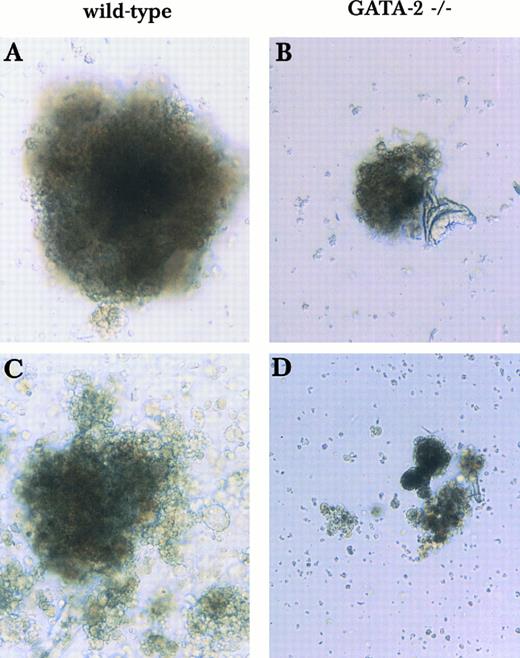 Fig. 1. Mixed or blast-type hematopoietic colonies derived from wild-type and GATA-2−/− ES cells in the 2-step in vitro differentiation assay. Day 9 EBs were disaggregated and plated into secondary plates with medium containing KL, IL-3, IL-11, and Epo. Mixed and blast-type hematopoietic colonies of wild-type origin (A and C) or GATA-2−/− (B and D) origin were examined on day 9 (A and B) and day 13 (C and D). This finding was reproduced in 2 experiments using 2 independent GATA-2−/− clones.