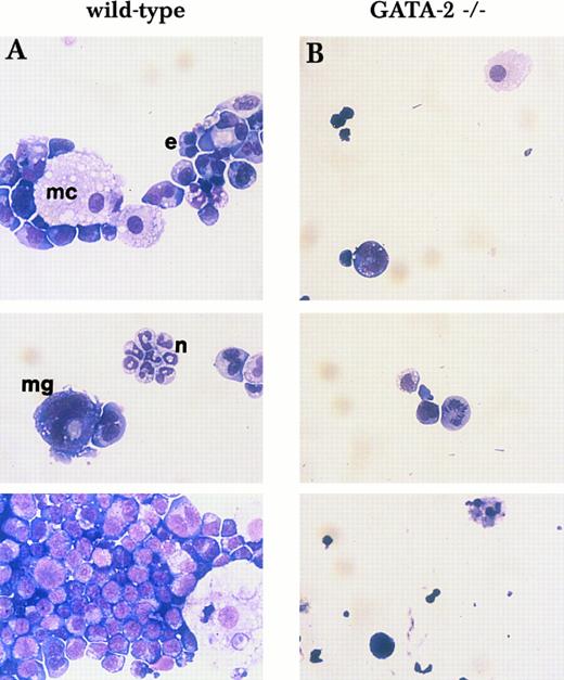 Fig. 2. Morphology of mixed and blast-type colonies shown in Fig 1C and D. Cells from single mix/blast colonies shown in Fig 1C (A, wild-type) and D (B, GATA-2−/−) were examined by May-Giemsa staining. e, erythroid cell; mc, macrophage; n, neutrophil; mg, megakaryocyte.