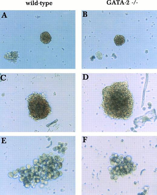 Fig. 3. Primitive erythroid, definitive erythroid, and macrophage colonies derived from wild-type and GATA-2−/− ES cells in the 2-step in vitro differentiation. Day 9 EBS were disaggregated and plated into secondary plates with medium containing KL, IL-3, IL-11, and Epo. Colonies with cells of single lineages of wild-type origin (A, C, and E) and GATA-2−/− origin (B, D, and F ) were compared. Primitive erythroid colonies (A and B), definitive erythroid colonies (C and D), and macrophage colonies (E and F ) were examined on days 5, 6, and 13, respectively.