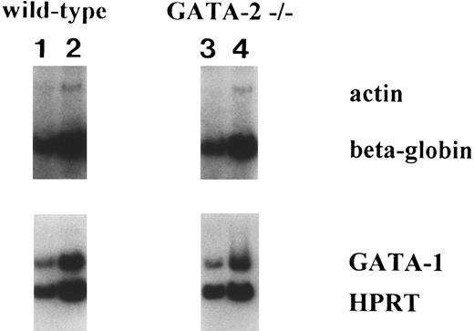 Fig. 4. Comparison of β-globin and GATA-1 expression levels in wild-type versus GATA-2−/− definitive erythroid cells. Levels of β-globin and GATA-1 transcripts in definitive erythroid cells of wild-type colonies (1 and 2) and GATA-2−/− colonies (3 and 4) were compared by RT-PCR analysis with 2 different PCR cycles. Lanes 1 and 3, 24 PCR cycles for β-globin and 32 PCR cycles for GATA-1; lanes 2 and 4, 26 PCR cycles for β-globin and 34 PCR cycles for GATA-1. Actin and HPRT were used as internal controls for β-globin and GATA-1 expression, respectively.