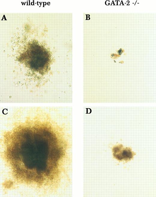 Fig. 5. Mixed and blast-type hematopoietic colonies derived from wild-type and GATA-2−/− yolk sac cells at E9.5. Cells collected from the yolk sac at E9.5 were subjected to progenitor assay using medium containing KL, IL-11, IL-3, and Epo. Mixed and blast-type colonies from wild-type (A and C) and GATA-2−/− (B and D) cells were examined on day 9 in culture. This finding was reproduced in 4 GATA-2−/− embryos analyzed from 2 litters.