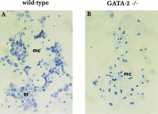 Fig. 6. Mast cell formation in liquid culture of yolk sac cells. Yolk sac cells collected at E9.5 were subjected to long-term in vitro liquid culture with KL and IL-3 for mast cell formation. Mast cell formation from wild-type cells (A) and GATA-2−/− cells (B) was examined by Toluidine blue staining after 3 weeks in culture. mc, macrophage; m, mast cell. This finding was reproduced in 3 independent experiments.