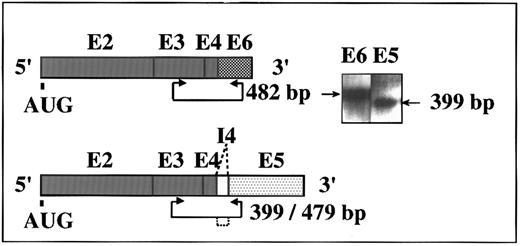 Fig. 1. Two alternative ACHEmRNA forms in human DAMI cells. Putative transcripts and PCR primer positions are schematically shown for the human ACHE gene. Exons (E) are represented by boxes. I, intron. AUG, site of initiator methionine. Inset: RT-PCR amplification of DAMI cells RNA followed by DNA blot hybridization using exons E2-E6 DNA as a probe. Two of three possible alternative forms of ACHEmRNA were detected. Length of expected PCR fragments is marked by arrowed line and deleted intron by dotted lines. Note that the E5-specific primers yielded a 399-bp, but not a 479-bp fragment, indicating complete exclusion of the I4 intron from DAMI ACHEmRNA.