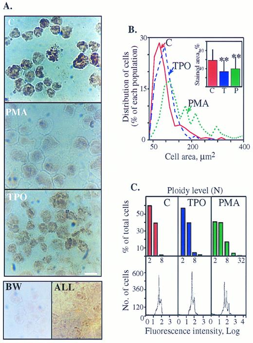 Fig. 3. Cytochemical staining of AChE activity in human megakaryoblasts is suppressed with maturation. (A) AChE cytochemical staining is reduced in PMA- more than in TPO-treated cells. Top: DAMI cells treated for 3 days with or without PMA or TPO were stained for AChE activity. A nuclear-association pattern of the cytochemical staining in the presence of 1 × 10−4 mol/L of the BuChE inhibitor (IO) was observed in all cells with or without PMA and TPO. Note the prominent decrease in color intensity within PMA-treated cells as compared with control and the moderate decrease in TPO cultures. Bottom (left panel): Untreated DAMI cells were subjected to AChE staining in the presence of 1 × 10−5 mol/L of the AChE inhibitor BW284C57 (BW); (right panel): BM cells derived from ALL patients were subjected to AChE staining without specific inhibitors. Cells in both bottom panels are unstained, reflecting the specificity of both the staining procedure on DAMI megakaryoblasts and the lineage-specific expression of AChE in megakaryoblastic, but not lymphoid cells. Size bar = 10 μm. Shown are representative pictures of one experiment of five in each panel. (B) PMA treatment increases cell areas (an analysis of the cells shown in Fig 3A, top panels). Percent of each cell population out of total cells analyzed as classified by their area is presented. Cell areas were grouped at 20 μm2 intervals and each point represents the largest area measured within that interval. Average cell areas expressed as mean μm2 ± standard deviation (SD) were: control cells (n = 360) 79.7 ± 45.4; PMA-treated cells (n = 189) 153.56 ± 87.6 (significantly larger than control cells, P < .0005), and TPO-treated cells (n = 281) 86.9 ± 54.5 (P < .1). Inset: Decreased AChE stained areas in PMA- and TPO-treated cells. Intracellular areas stained above threshold level were assessed as fractions of total cell areas using the INSITARE software (Applied Imaging, Dukesway, UK). The relative stained area for each DAMI cells preparation is presented in percentages as mean ± SD for each of the noted cell populations. ** P < .0005 as compared with control cells. (C) Flow cytometry analysis of DAMI cells treated for 3 days with PMA or TPO or without treatment (C) was performed by propidium iodide staining. Signals reflecting nuclei in each subclass of cells are presented as numbers (bottom) or in percentages of total cells (top). The first major peak represents the fraction of cells with a normal 2N complement of DNA. Subsequent peaks represent the proportion of cells with ploidies of 4N, 8N, 16N, and greater levels of DNA as shown on a log scale of the DNA contents and detailed in the above columns. Note that the peak distribution corresponds to that of the measured cell areas in Fig 3B. The results represent one experiment of more than 10 performed.