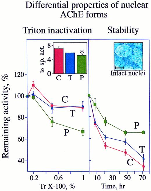 Fig. 5. DAMI cells possess two nuclear-associated AChE forms that vary in their detergent-vulnerability and stability. Left: AChE activity in intact nuclei of PMA-treated cells is detergent sensitive. Cells were grown for 3 days in culture with or without (C) 10 ng/mL PMA (P) or 930 U/mL TPO (T). Intact nuclei separated from supernatant as detailed in Materials and Methods were homogenized with 0.2%, 0.5%, or 1% Triton (Tr) X-100. AChE activities in these homogenates are presented as average ± standard error in percentages of initial activity measured at 0 time in the presence of 0.1% Triton X-100 (left inset). The data represent the average of three experiments each performed in triplicate assays. Note that following PMA induction, AChE becomes more vulnerable to Triton X-100. Inset: The specific activities (sp. act.) calculated at 0 time in the presence of 0.1% Triton for control, PMA, and TPO cultures are presented as average ± SD hydrolyzed ATCh (10−7 nmol per minute per nucleus). Note that the PMA-treated cells lost a significant fraction (* P < .005) of their enzyme activity. Right: Nuclear-associated AChE in proliferating MK is unstable. Nuclear-associated AChE activities were measured in enzyme preparations from intact nuclei of cells treated 3 days in culture with or without PMA or TPO. The percentage of remaining AChE activities following the noted periods of incubation at 37°C in the presence of 0.1% Triton were calculated as compared with the initial activity at 0 time. The data represent the average of three experiments each performed in triplicate assays. Inset: High magnification of separated intact nuclei stained with DAPI. Size bar = 10 μm.