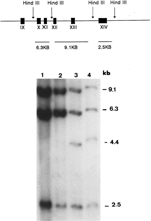 Fig. 2. Southern blot analysis of HindIII-digested genomic DNA probed with GPIIIa cDNA encompassing exons 10 through 14. The expected HindIII fragments in normal genomic DNA are graphically illustrated in the upper panel. In the autoradiogram, an extra band (4.4 kb) is seen in DNA samples of the proband (lane 4) and her father (lane 3). This band is absent in the sample of the mother (lane 2) and in the sample of a normal control (lane 1).