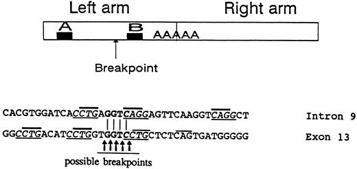 Fig. 9. The upper panel represents a typical Alu repeat consisting of left and right arms with the poly A linker. The A and B regions are sequences homologous to promoters of genes transcribed by RNA polymerase III. The arrow indicates the presumed 5′ breakpoint in intron 9 of the GPIIIa gene creating the I-J2 mutation. The lower panel shows the sequences in proximity to the breakpoints in intron 9 and in exon 13. The GGTC identical sequence in intron 9 and exon 13 is in bold letters, with the putative breakpoints depicted. Direct/inverted repeats frequently observed close to breakpoints are underlined. CTG/CAG repeats suggested to be recognition sites for topoisomerase I are marked by bold lines above letters.