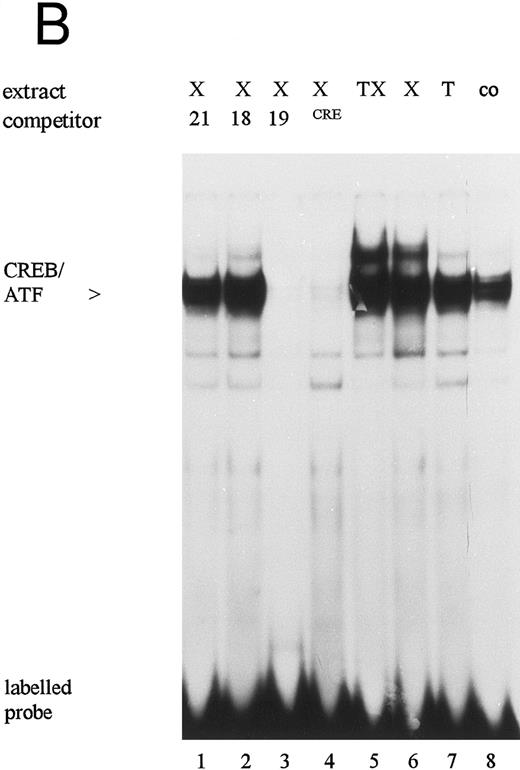 Fig. 5. Electrophoretic mobility shift assays: Protein binding activity in nuclear extracts from untreated (co), TNFα- (T), PTX- (X), and TNFα/PTX (TX)-treated HL-60 cells to the 18-bp (A) or the 19-bp (B and C) sequence motif. Specificity of the DNA-protein interaction was determined by competition experiments (A and B) using unlabeled oligonucleotides containing the 18-bp (18), the 19-bp (19), or the 21-bp (21) sequence motifs of the IE enhancer or an oligonucleotide containing the CRE consensus sequence (CRE). For competition nuclear extracts were preincubated for 5 minutes with a 30 to 50 molar excess of unlabeled oligonucleotides before addition of the radiolabeled probe. The protein complex bound to the 19-bp sequence motif was characterized by antisera reactive to CREB-1, ATF-1, c-jun, or CREM-1 (C). The reaction mixture was supplemented with 1.5 μL antisera. Arrows on the right point to a new, highly retarded protein-DNA-antibody complex. The autoradiograph shows one representative experiment that was repeated at least three times.