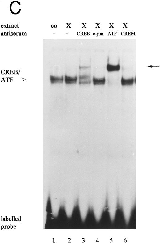 Fig. 5. Electrophoretic mobility shift assays: Protein binding activity in nuclear extracts from untreated (co), TNFα- (T), PTX- (X), and TNFα/PTX (TX)-treated HL-60 cells to the 18-bp (A) or the 19-bp (B and C) sequence motif. Specificity of the DNA-protein interaction was determined by competition experiments (A and B) using unlabeled oligonucleotides containing the 18-bp (18), the 19-bp (19), or the 21-bp (21) sequence motifs of the IE enhancer or an oligonucleotide containing the CRE consensus sequence (CRE). For competition nuclear extracts were preincubated for 5 minutes with a 30 to 50 molar excess of unlabeled oligonucleotides before addition of the radiolabeled probe. The protein complex bound to the 19-bp sequence motif was characterized by antisera reactive to CREB-1, ATF-1, c-jun, or CREM-1 (C). The reaction mixture was supplemented with 1.5 μL antisera. Arrows on the right point to a new, highly retarded protein-DNA-antibody complex. The autoradiograph shows one representative experiment that was repeated at least three times.