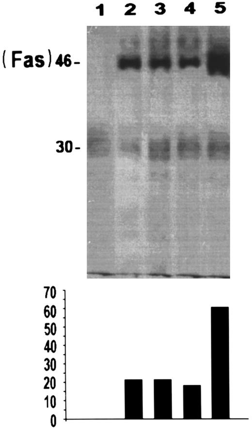 Fig. 7. Immunoprecipitation of Fas protein in 3DO cells: untreated (lane 2), treated with anti-CD2 (5 μg/well) plus anti-CD3 (1 μg/well; lane 3), anti-CD2 (5 μg/well) alone (lane 4), or anti-CD3 (1 μg/well) alone (lane 5) for 20 hours. Cells were also immunoprecipitated with isotype-matched antibody (lane 1). Densitometric analysis (relative units) of the film is also reported at the bottom of the figure.