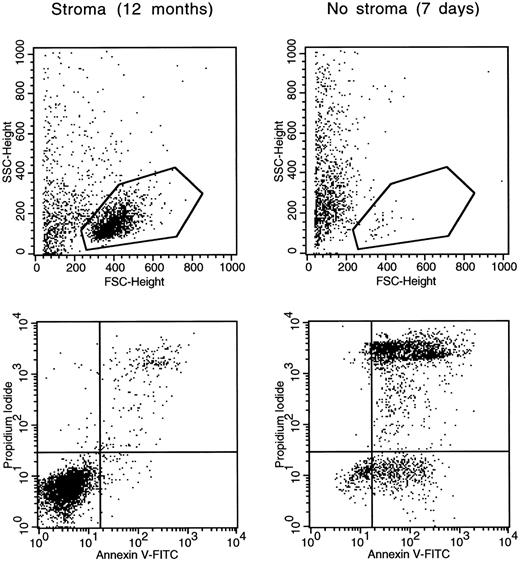 Fig. 7. Leukemic lymphoblasts generated by a single leukemic cell in vitro undergo apoptosis when separated from stroma. Cells from case no. 3 cultured for 12 months on stroma were studied before and after detachment from stroma for 7 days. Light scattering dot plots (top) illustrate measurements of forward light scattering (FSC; X axis), which indicates cell size, and side light scattering (SSC; Y axis), which indicates cell granularity. The gates shown encompass morphologically undamaged lymphoblasts (72% of all cells in the stroma-supported culture; 5% after detachment from stroma). Double color dot plots (bottom) illustrate binding of Annexin V (X axis), a marker of apoptosis, and staining with propidium iodide (Y axis), an indicator of cell membrane permeability, of cells within the gate. Viable cells are confined to the bottom left quadrants.