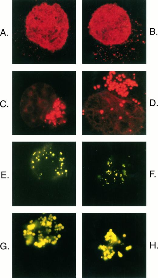 Fig. 1. Comparison of daunorubicin and Lysosensor yellow/blue DND-160 distribution in U-937 cells. Parental U-937 cells (A and B) and U-A10 cells (C and D) were exposed to 500 ng/mL of daunorubicin for 1 hour, and the cells were washed, visualized by fluorescence microscopy, and photographed. Parental U-937 cells (E and F ) and U-A10 cells (G and H) were exposed to Lysosensor yellow/blue DND-160 (10 μmol/L) for 2 hours, and the cells were washed, visualized by fluorescence microscopy, and photographed. Shown are photographs of typical single cells centered within the frame such that the perimeter of the cell approximately reaches the edge of the photograph.