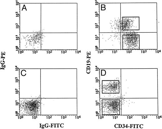 Fig. 1. Bone marrow-CD34+ and CD34− cells were sorted for their CD19 respective subsets using CD34 FITC- and CD19 PE-conjugated antibodies. To increase the sensitivity of our PCR method at the lymphoid progenitor cell level, only cells with a lymphoblastoid appearance were sorted. The FACS setting of one representative patient (K.A.) is shown. Isotype control for CD34+ cells (A) and for CD34− cells (C) were included. Sorting gates for CD34+ cells (B) and CD34− cells (D) were set to clearly separate between CD19+ and CD19− cells.