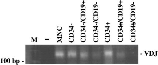 Fig. 2. The VDJ rearrangement is detectable in CD34+/CD19+ cells, but not in CD34+/CD19− cells. The PCR of the DNA extracted from the different bone marrow subpopulations separated by FACS sorting, but not of CD34+/CD19− cells, gave a smear of DNA fragments indicating polyclonality. The PCR results from one representative patient (G.M.) are shown. The presence of amplifiable DNA in all samples was confirmed by the amplification of the normal bcl-2 gene (data not shown). (M), 100 bp DNA ladder; (−), negative control; (MNC), mononuclear cells.