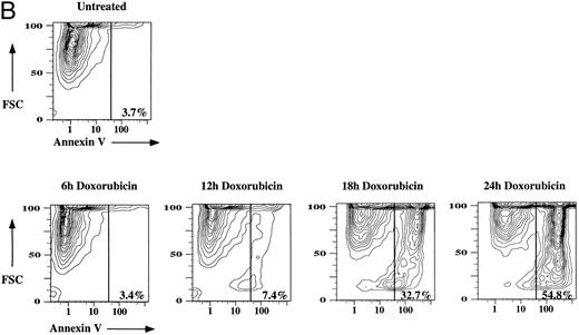 Fig. 1. Time course data of doxorubicin-treated Jurkat cultures. Jurkat cultures were incubated with 200 ng/mL of doxorubicin for 0, 6, 12, 18, 24, and 48 hours. (A) The percentage of apoptotic cells in culture as observed by nuclear morphologic analysis, FITC-annexin V flow cytometry, and DNA gel electrophoresis from 0 to 48 hours after doxorubicin treatment. (B) FITC-annexin V flow cytometric data from 0 to 24 hours after doxorubicin treatment. FCS, forward scatter; FITC-annexin V, fluorescent intensity at 494 nm plotted on a logarithmic scale. (C) 1H NMR spectra obtained (with 64 excitations) at 400 MHz. The spectral resonances of choline protons (-N(CH3 )) at 3.2 ppm, methylene protons (-CH2-) at 1.3 ppm, and methyl protons (-CH3 ) at 0.9 ppm are indicated. The CH2/CH3 signal intensity ratios were 0.28, 0.56, 0.33, 0.89, 2.41, and 4.42 at 0, 6, 12, 18, 24, and 48 hours after doxorubicin treatment, respectively.