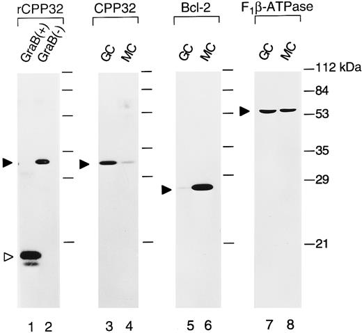 Fig. 3. Immunoblot comparisons of CPP32 and Bcl-2 in normal GC and MZ B cells. GC and MZ B cells were obtained by FACS of human tonsilar B cells. Lysates were prepared and normalized for total protein content (25 μg per lane), and a Western blot was prepared. The blot was sequentially probed with antisera specific for CPP32 (lanes 1 through 4), Bcl-2 (lanes 5 and 6), and F1 -β-ATPase (lanes 7 and 8). Lanes 1 and 2 represent recombinant CPP32 protein (50 ng) that was either treated (+; lane 1) or untreated (−; lane 2) with granzyme B (included as a positive control).