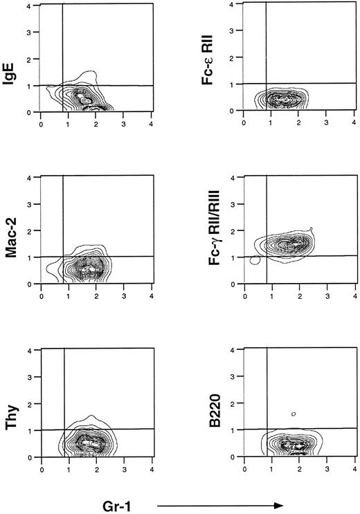 Fig. 1. Flow cytometric analysis of murine eosinophils isolated from liver granulomas of S mansoni-infected mice. Cells were prepared as described in Materials and Methods. They were stained with fluorescein-conjugated IgE, fluorescein-conjugated anti–Fc-ε RII/CD23 (B3B4), Cy5-conjugated anti Mac-2 (M3/38), and fluorescein-conjugated anti–Fc-γ RII/RIII (2.4G2). Anti-B220 PE-conjugated and anti-Thy 1 Cy5-conjugated were used to control for B- and T-lymphocyte contamination, respectively. Gr-1 is a marker of mature granulocytes. One representative experiment of seven is shown.