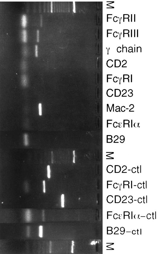 Fig. 2. RT-PCR of cDNA from murine eosinophils isolated from liver granulomas of S mansoni-infected mice. Different positive controls to check the PCR reactions were used. D10.3M.24, a murine Th2 clone transfected with Fc-ε RII/CD23, was a positive control for CD2 and CD23 (CD2-ctl, CD23-ctl). J774, a murine peritoneal macrophage cell line, was a positive control for Fc-γ RI. P815, a murine mastocytoma cell line, was a positive control of the Fc-ε RIα subunit. BAL 17, a murine B-cell line, was a positive control for B29.