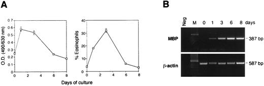 Fig. 3. Culture of bone marrow-derived eosinophils in vitro. Bone marrow cells (2 × 105/mL) from normal uninfected mice were cultured for up to 8 days in the presence of rIL-3, rIL-5, and rGM-CSF. (A) On the left, cultured cells were assayed for EPO activity at different times as described in Materials and Methods. On the right is the percentage of eosinophils counted on cytospin preparations with Wright Giemsa staining. Data are the mean ± standard error of at least three separate experiments. (B) Extraction of RNA from bone marrow cells was performed by using 1 × 106 cells and RT-PCR of the MBP and β-actin were performed at different times.