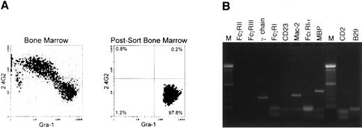 Fig. 5. RT-PCR on Gr-1+, Fc-γ R− cells from normal bone marrow cells cultured with rIL-3, rIL-5, and rGM-CSF. (A) Flow cytometric analysis of the initial population and of the postsort Gr-1+ Fc-γ R− cells used for further RT-PCR analysis. (B) RT-PCR analysis of sorted cells using the same primers and conditions as described in Fig 2. Similar results were obtained on four different experiments.