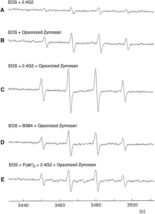 Fig. 7. Production of eosinophil O−⋅2 by triggering Fc-γ receptors using the spin trapping technique. (A) EPR spectrum of isolated hepatic granuloma eosinophils (2 × 106 cells/mL) suspended in HBSS in the presence of DTPA (0.1 mmol/L) and DMPO (100 mmol/L) after incubation for 45 minutes at 37°C with 75 μg of 2.4G2. (B) EPR spectrum after 25 minutes of addition of opsonized zymosan (1 mg/mL). (C) EPR spectrum of purified eosinophils incubated during 20 minutes with 75 μg of 2.4G2 and then added opsonized zymosan (1 mg/mL) for 25 minutes. (D) EPR spectrum of purified eosinophils incubated for 20 minutes with 75 μg of B3B4 followed by the addition of opsonized zymosan (1 mg/mL) for 25 minutes. (E) EPR spectrum of purified eosinophils preincubated with 40 μg of F(ab′)2 fragments of 2.4G2 and then incubated with 2.4G2 and opsonized zymosan in the same conditions as described in (C).