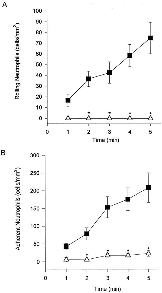Fig. 1. Neutrophils tether to TNFα-treated endothelium, roll (A), and adhere (B). The tethering and rolling was entirely inhibited by an E-selectin/L-selectin antibody (EL-246; A). The anti-CD18 antibody (IB4 ) inhibited neutrophil adhesion (B) without inhibiting rolling (data not shown). (▪) Without antibody; (▵) with antibody. *P < .05 relative to untreated neutrophils.